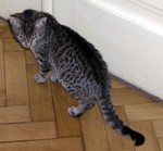 jméno kočky: Kocour 
jméno majitele: ID JANFROG
přezdívka: Potvora (žravá)
rok narození: 2004 (asi :)
trvalé bydliště: ?
další fotky: ?